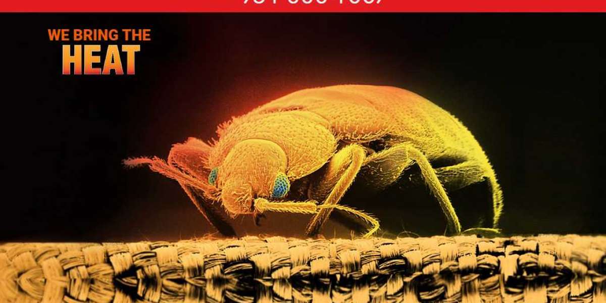 What are the benefits to hire professionals for Pest control bedbugs in Hemet?