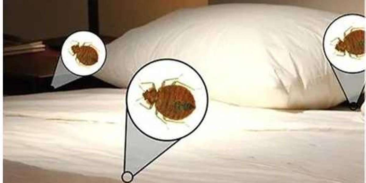Why to hire professional company for Pest control bedbugs in Menifee?