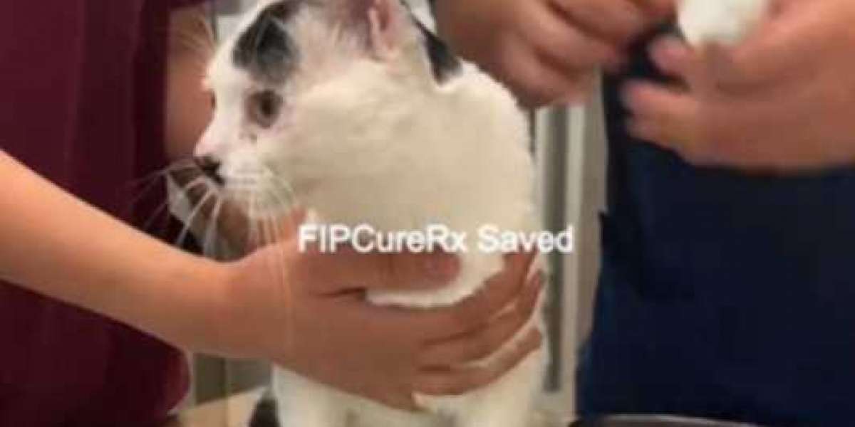 Introduction to FIP and Its Impact on Cats